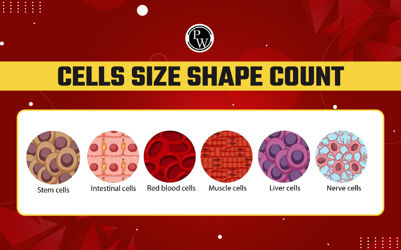 Cells Size Shape Count