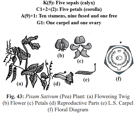 Characteristics of Leguminosae 