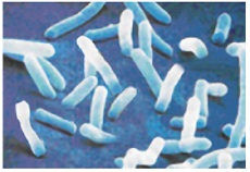 rod shaped bacteria
