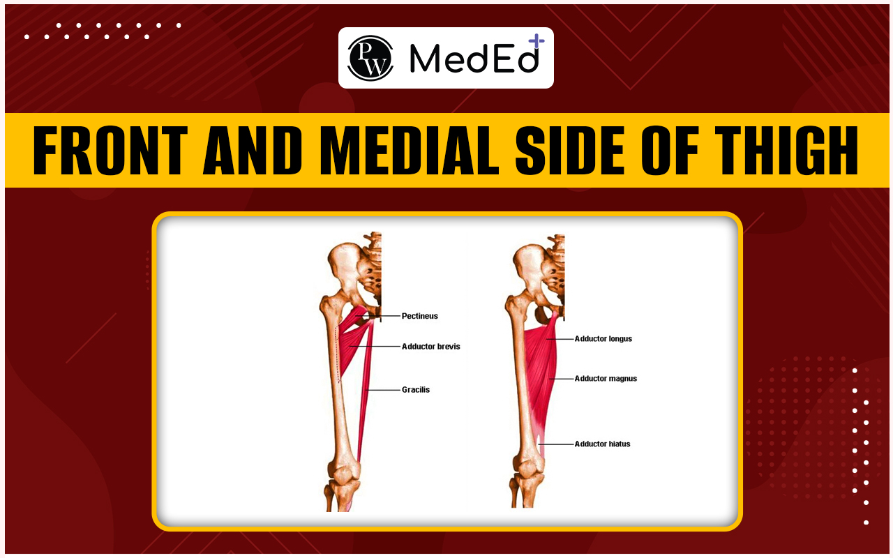 Front and medial side of Thigh, Medial compartment of thigh