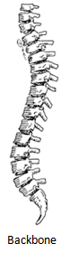 backbone