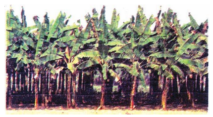 Types Of Farming In India