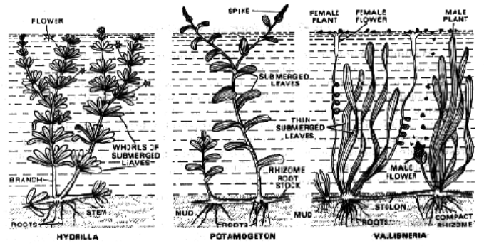 Hydrophtes