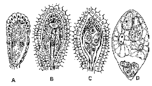 Microsporogenesis