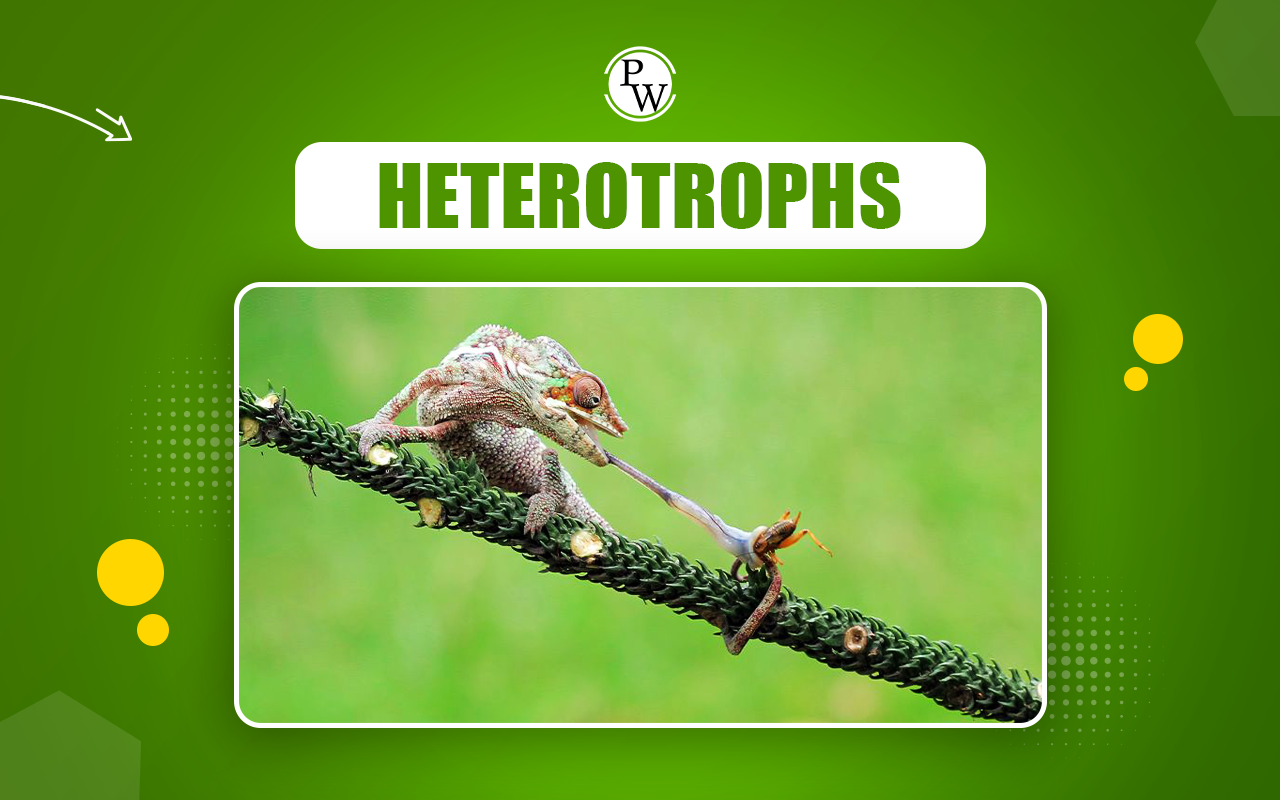 Heterotrophs