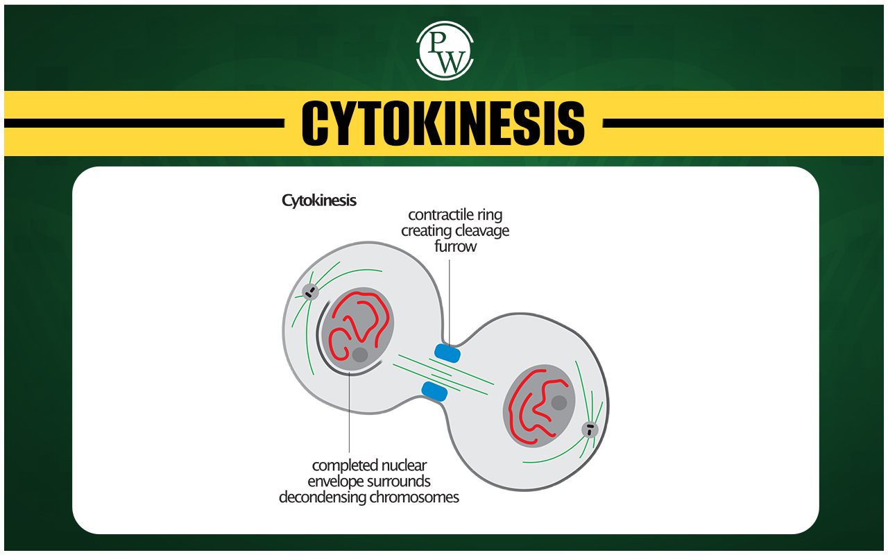 Cytokinesis