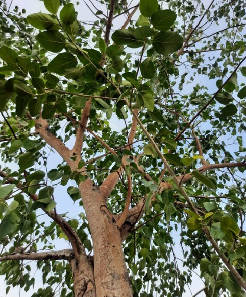 Peepal Tree