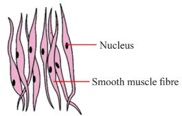 Smooth Muscle Tissue Diagram