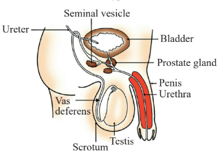 Diagrammatic view of testis outside the abdominal cavity