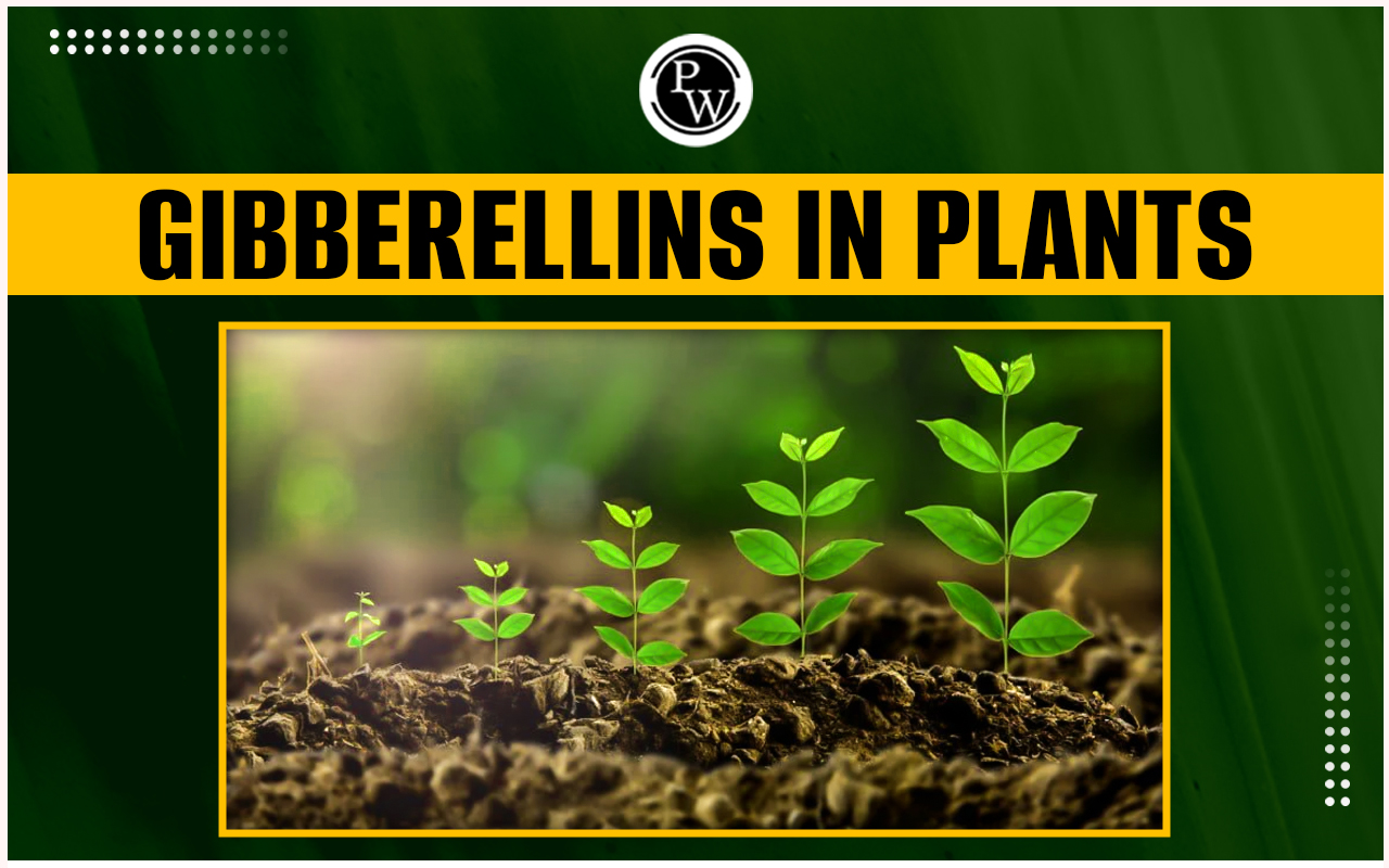 Gibberellins In Plants
