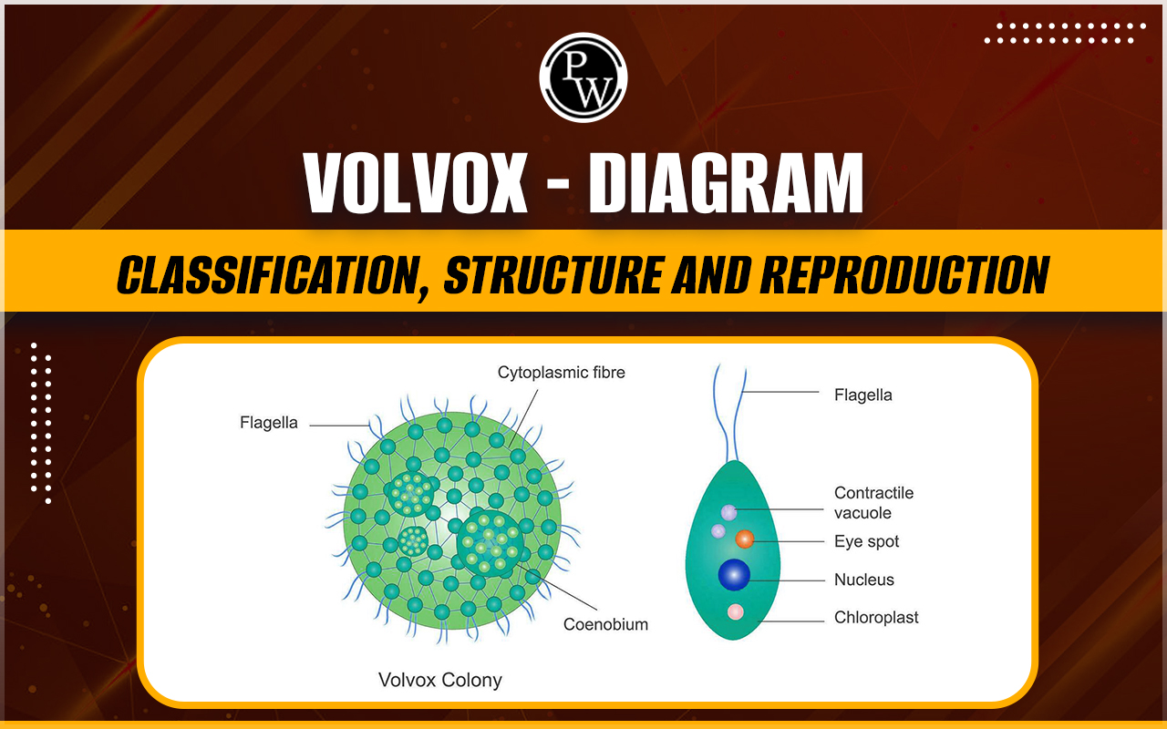 Volvox