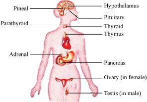NCERT solution for class 11 biology Chapter 22-Chemical Coordination and Integration
