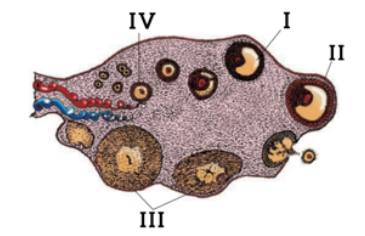 Human Reproduction Important Questions for NEET 2025