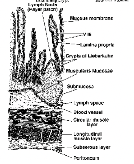 Digestive System of Human