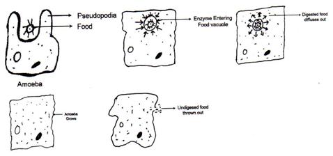 nutrition in amoeba