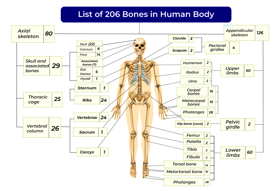 bones in human body