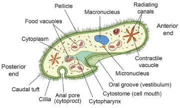paramoecium diagram