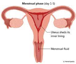 Menstrual Cycle
