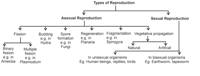 type of reproduction