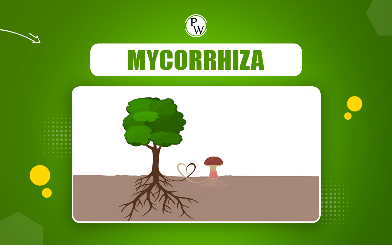 Mycorrhiza, Definitions, Types, and Benefits for NEET Exam