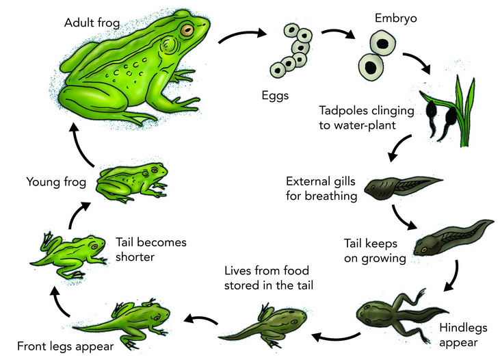 Metamorphosis in Frog
