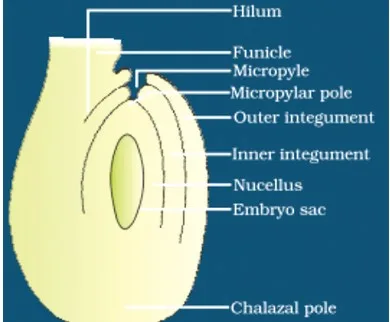 Ovule