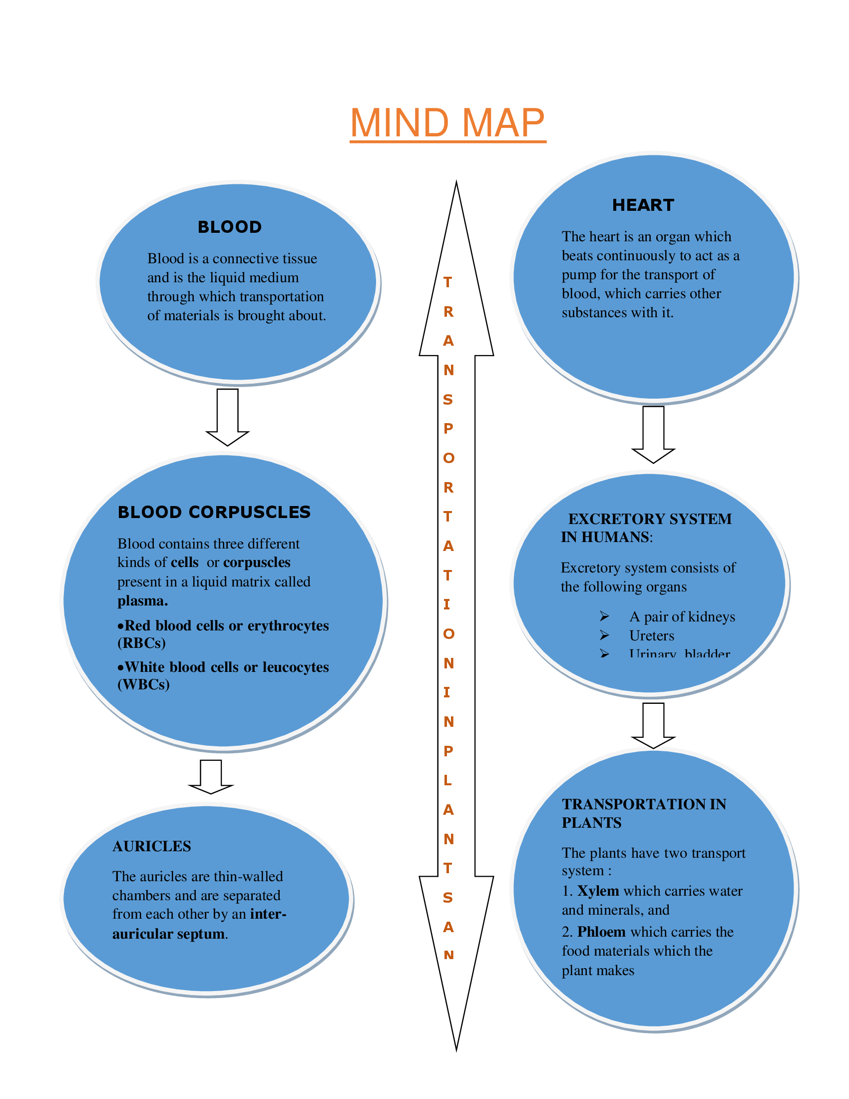 transportation in plants mind map