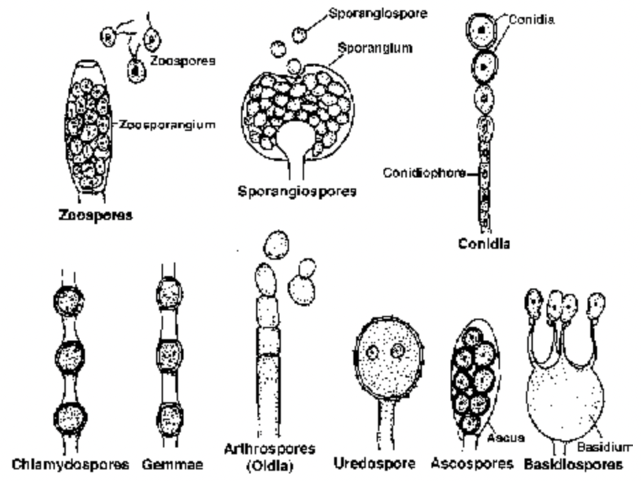 Kingdom : Fungi