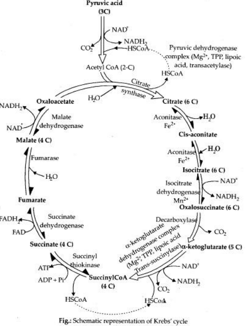 Krebs Cycle Diagram