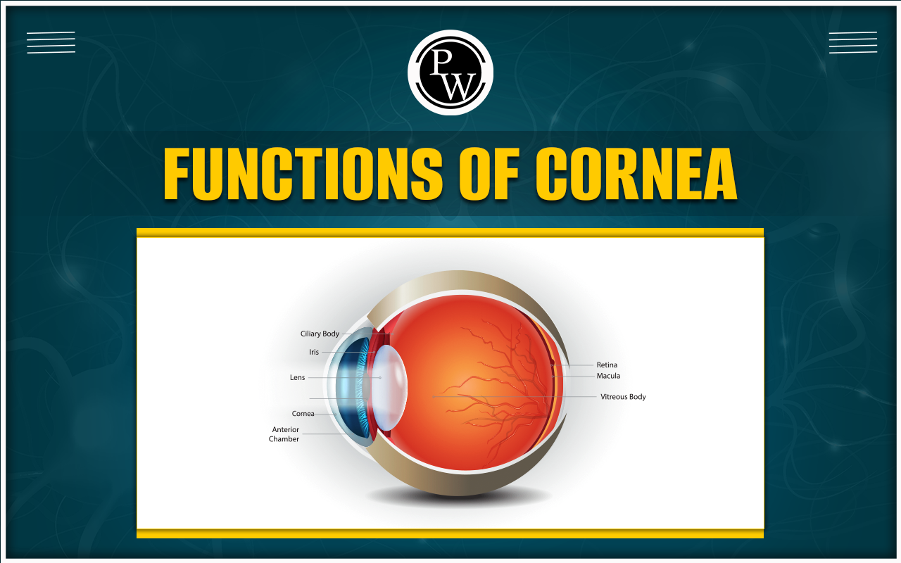 Functions of Cornea
