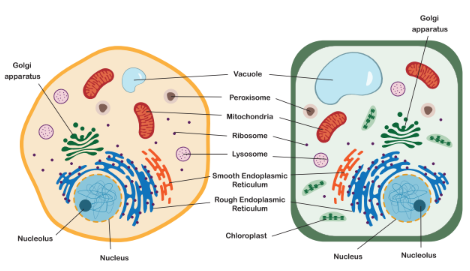 Plant and Animal Cell Diagram