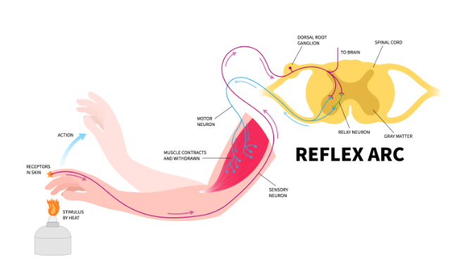 REFLEX ARC