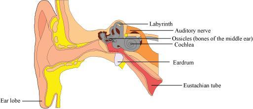Neural Control and Coordination