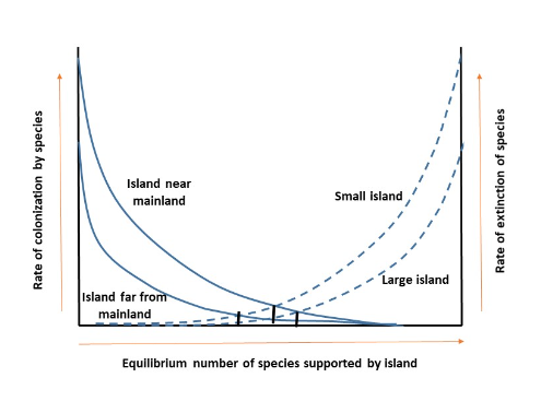 Theory of Island Biogeography