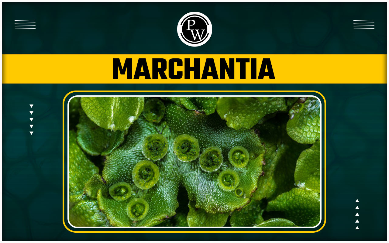Marchantia - Structure, Reproduction and Life Cycle