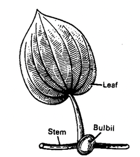 Stem