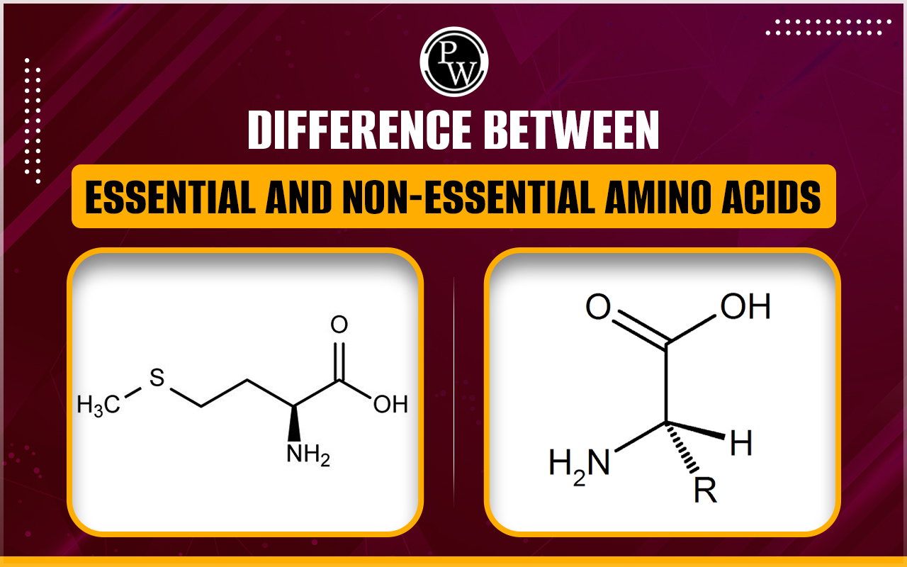 Difference Between Essential And Non-Essential Amino Acids