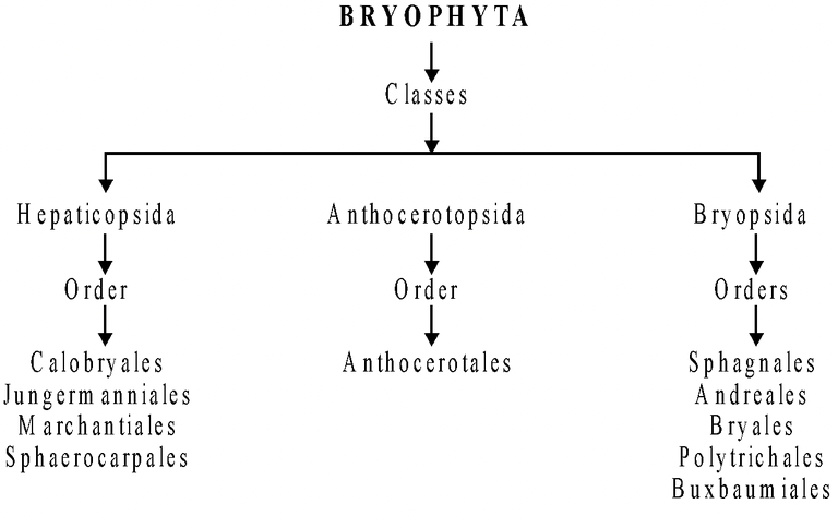 Economic Importance of Bryophyta