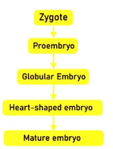 Embryo Development 