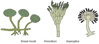 fungi