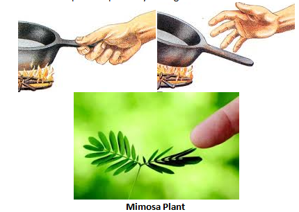response to stimuli