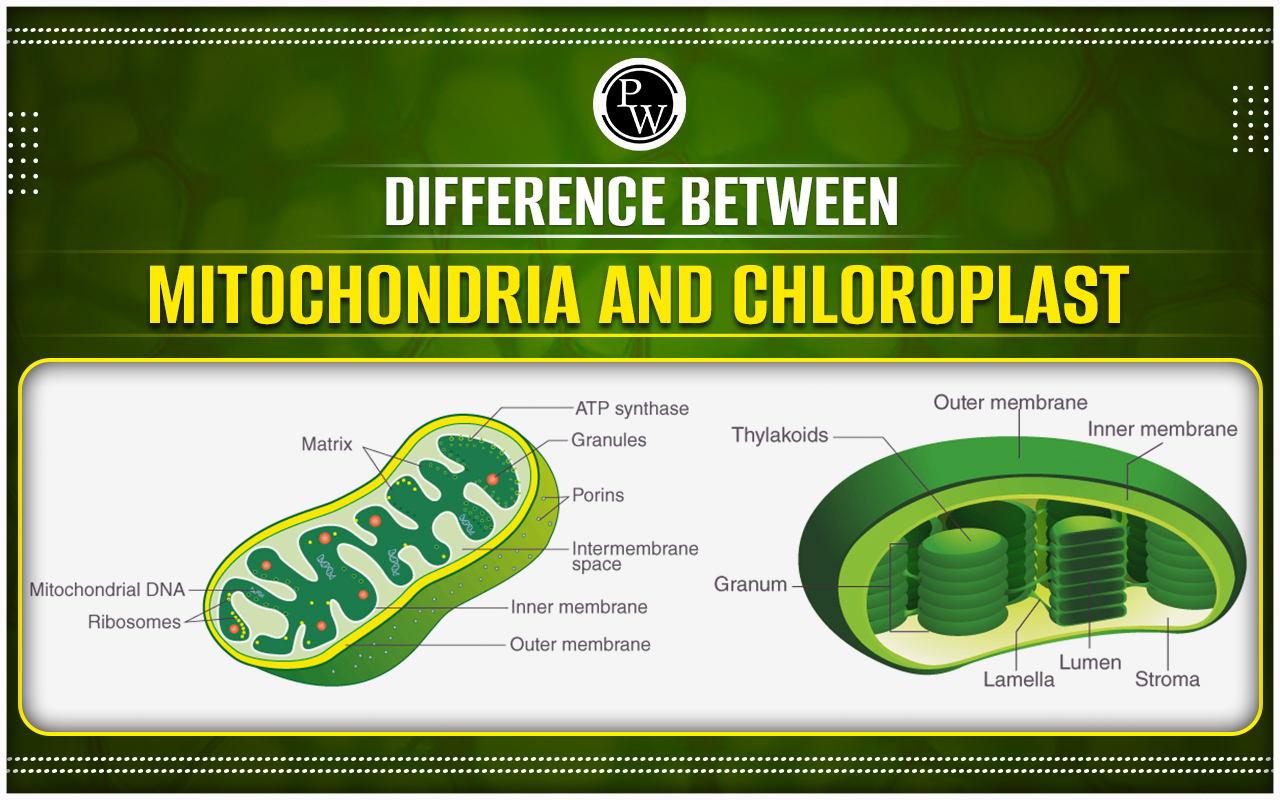 Difference Between Mitochondria and Chloroplast