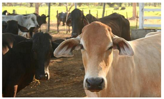 Cattle farming