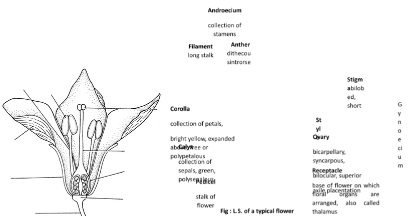Sexual reproduction in flowering plants
