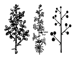 Phyllotaxy