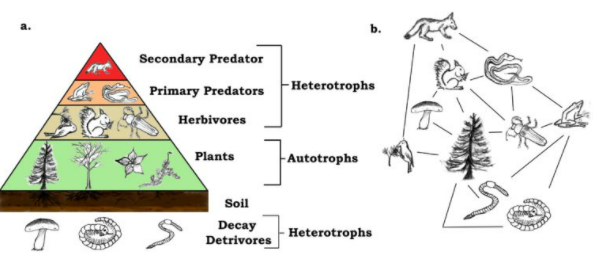 heterotrophs