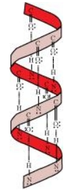 NCERT Solutions for Class 12  Chemistry Chapter 14 - Biomolecules