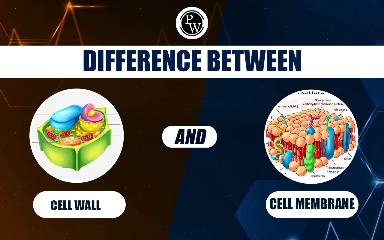 Difference Between Cell Wall and Cell Membrane