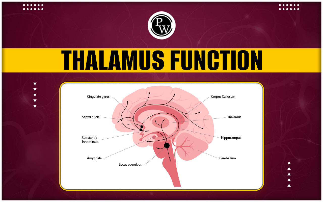 Thalamus Function Diagram Location Anatomy And Disorders