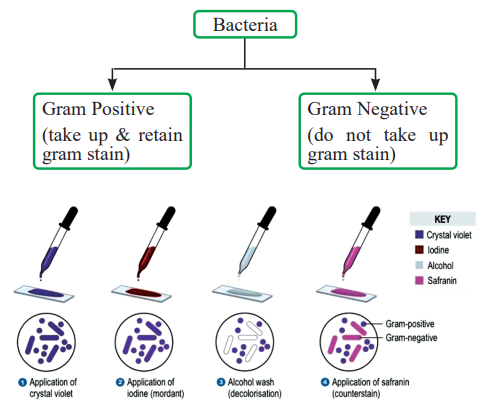 Gram Staining